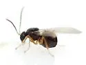 Succulent Oak Gall Wasp - photo 2
