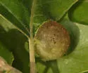 Succulent Oak Gall Wasp - photo 3