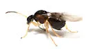 Succulent Oak Gall Wasp - photo 4