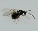 Succulent Oak Gall Wasp - photo 5