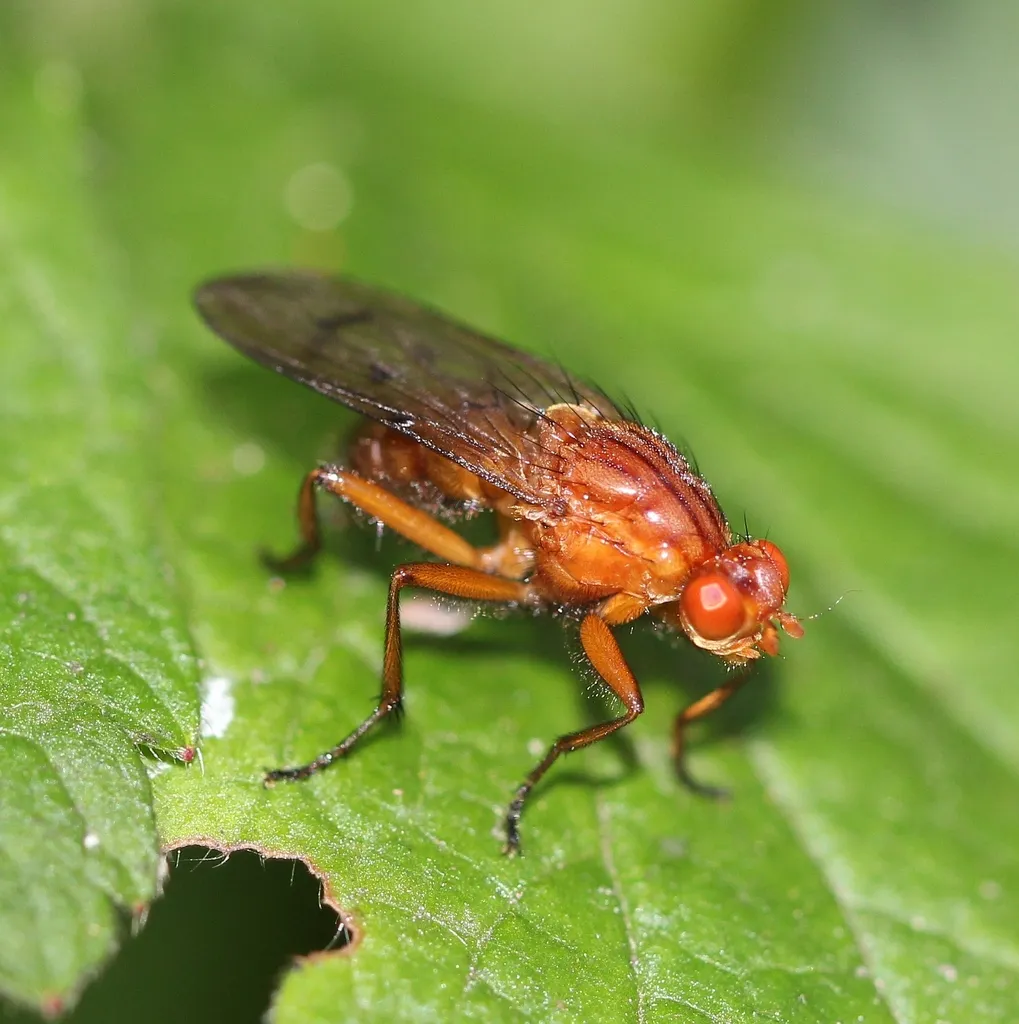 Dryomyza anilis - photo 2