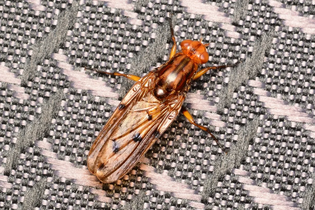Dryomyza formosa - photo 3