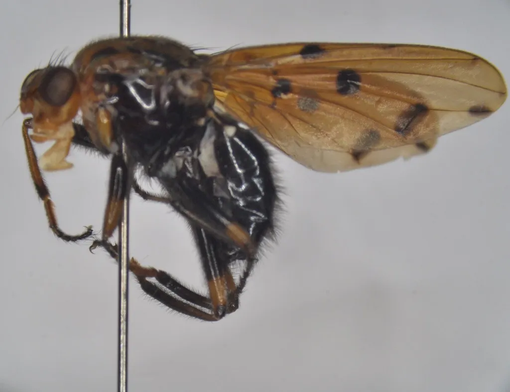 Dryomyza pakistana - photo 2