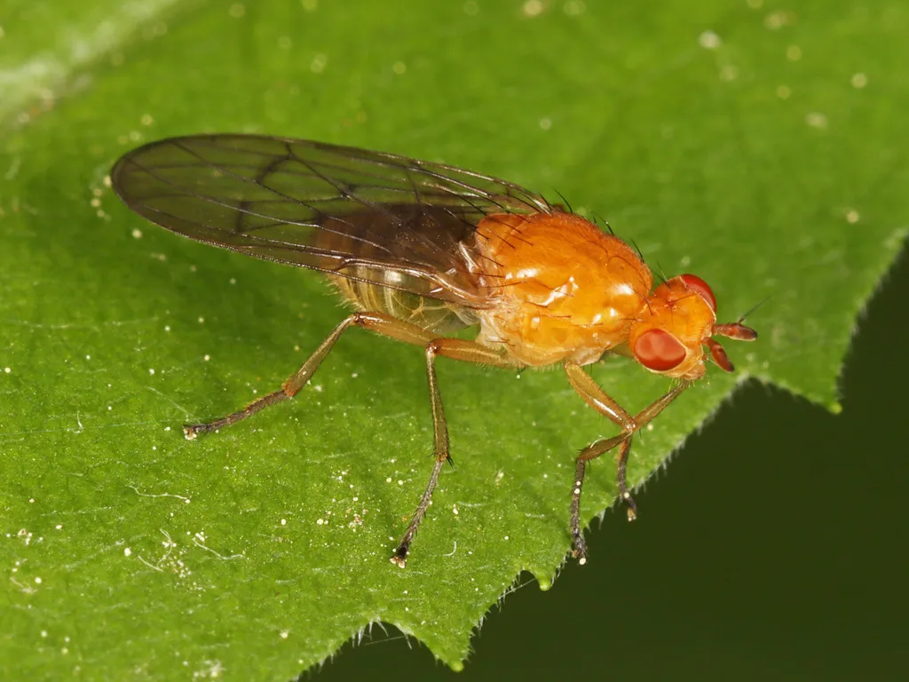 Dryope decrepita - photo 3