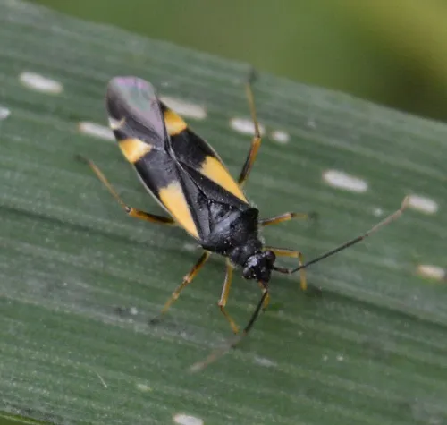 Dryophilocoris flavoquadrimaculatus