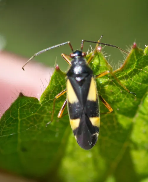 Dryophilocoris flavoquadrimaculatus - photo 2