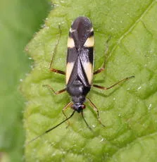 Dryophilocoris flavoquadrimaculatus - photo 3