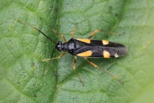Dryophilocoris flavoquadrimaculatus - photo 4