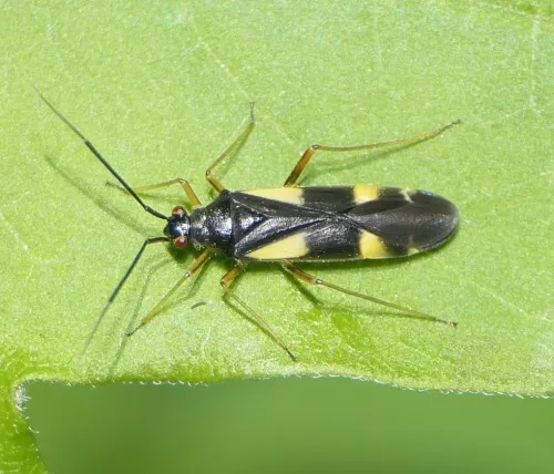 Dryophilocoris flavoquadrimaculatus - photo 5