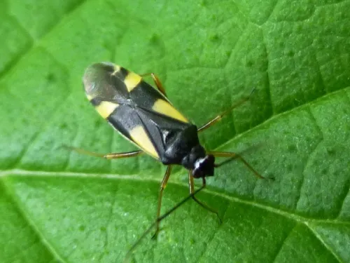 Dryophilocoris flavoquadrimaculatus - photo 6