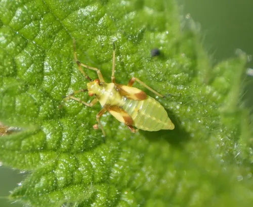 Dryophilocoris flavoquadrimaculatus - photo 7