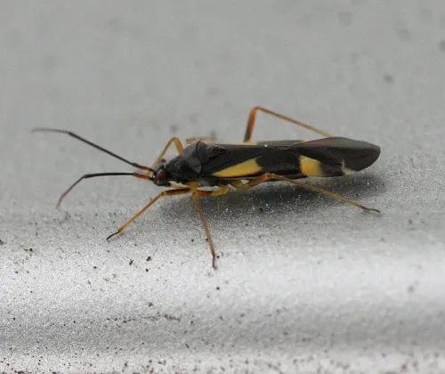 Dryophilocoris flavoquadrimaculatus - photo 8