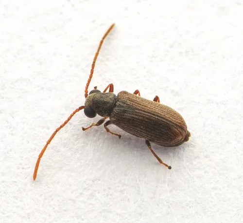 Dryophilus pusillus - Dryophilus pusillus