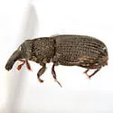 Dryophthorus americanus - photo 3