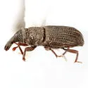 Dryophthorus americanus - photo 4