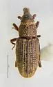 Dryophthorus americanus - photo 5