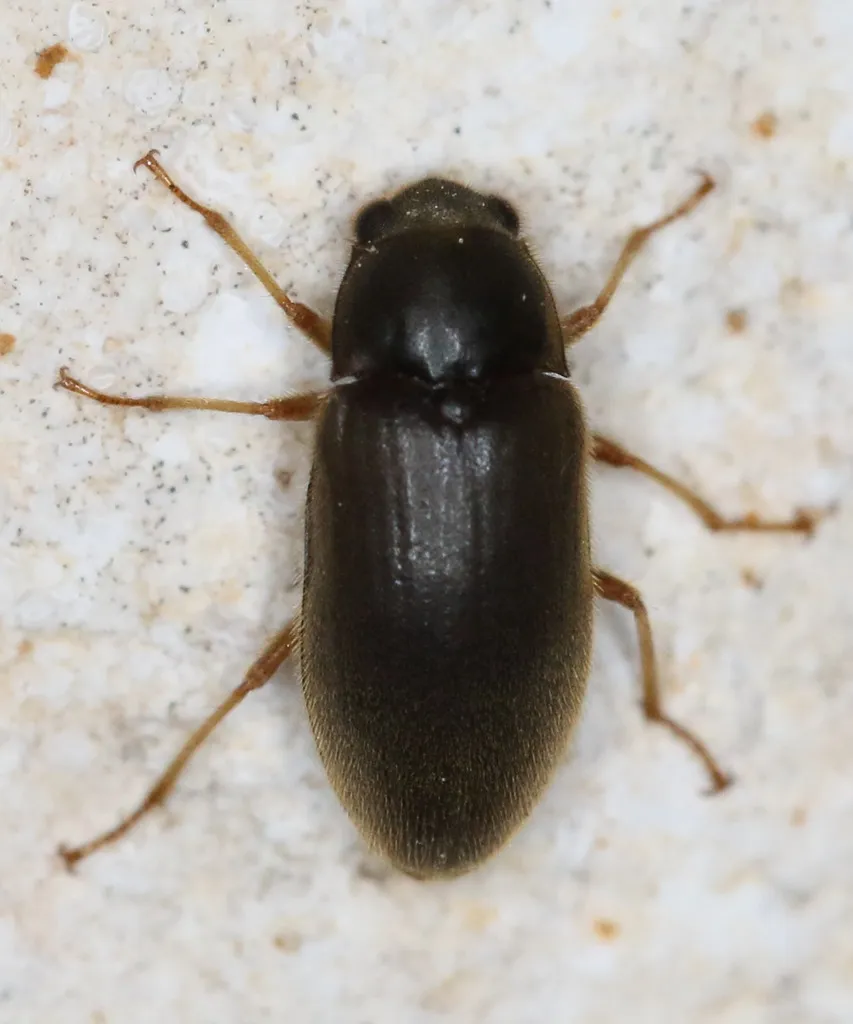 Long-toed Water Beetles - Dryopidae