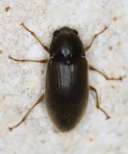 Long-toed Water Beetles - photo 2