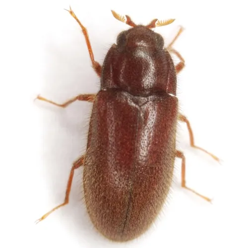 Dryops arizonensis
