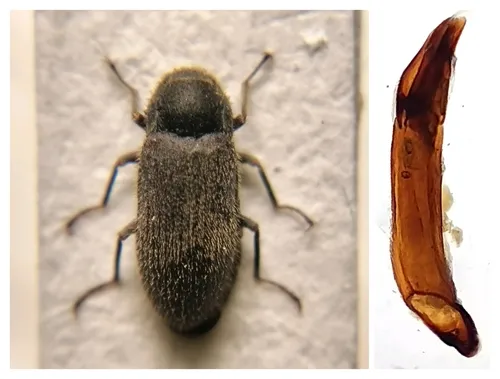 Dryops auriculatus