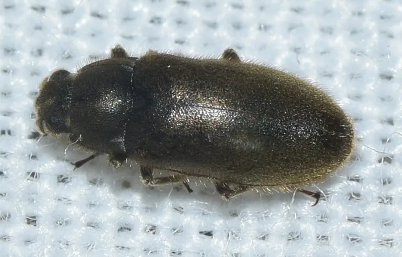 Dryops gracilis - photo 3