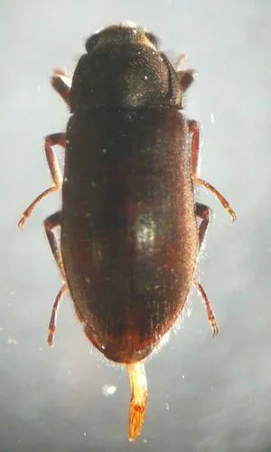 Dryops luridus