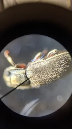 Dryops lutulentus