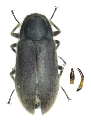 Dryops similaris