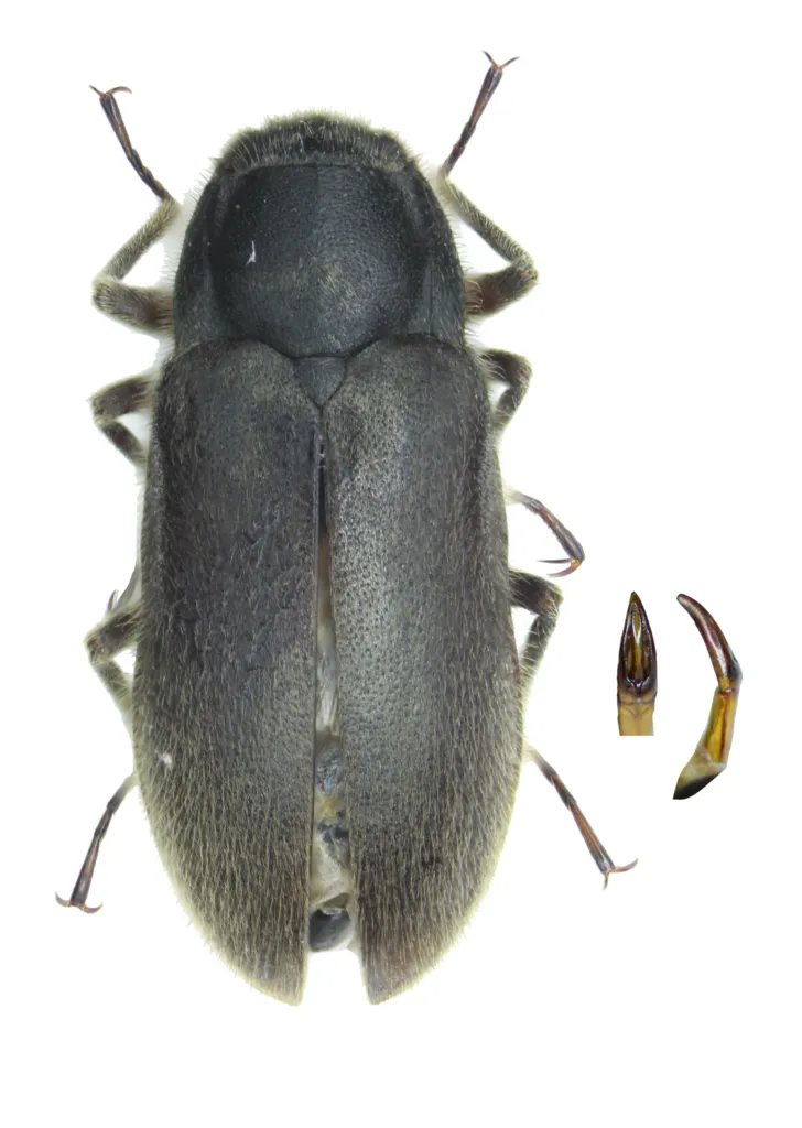 Dryops similaris - photo 2