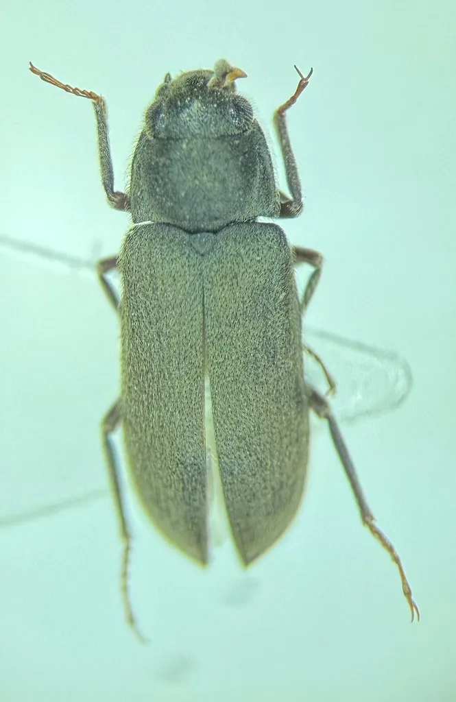Dryops subincanus - photo 2