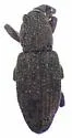 Dryotribus mimeticus - Dryotribus mimeticus