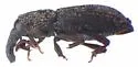 Dryotribus mimeticus - photo 2