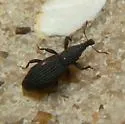 Dryotribus mimeticus - photo 3