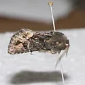 Dryotype opina - Hodges#9981 - photo 2