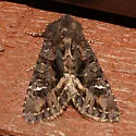 Dryotype opina - Hodges#9981 - photo 3