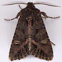 Dryotype opina - Hodges#9981 - photo 4