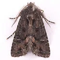 Dryotype opina - Hodges#9981 - photo 5