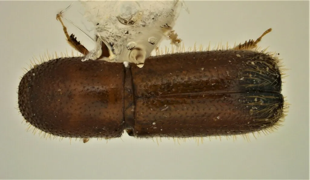 Dryoxylon onoharaense - photo 2