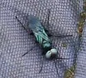 Dryudella caerulea