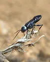 Dryudella caerulea - photo 2
