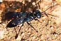 Dryudella caerulea - photo 3