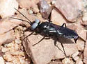 Dryudella caerulea - photo 4
