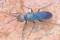 Dryudella caerulea - photo 5