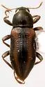 Dubiraphia brevipennis