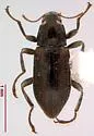 Dubiraphia brunnescens