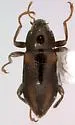 Dubiraphia giulianii