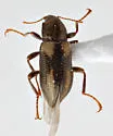 Dubiraphia giulianii - photo 2
