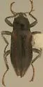 Dubiraphia harleyi