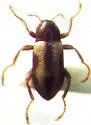 Dubiraphia minima