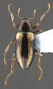 Dubiraphia minima - photo 2